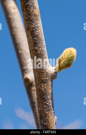 Giovani foglie di primavera germogliando su un impianto di kiwi frowing in un nord est giardino all italiana. Chiamato anche i kiwi e uva spina cinese Foto Stock