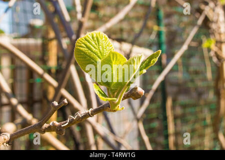 Molla di giovani foglie su un impianto di kiwi frowing in un nord est giardino all italiana. Chiamato anche i kiwi e uva spina cinese Foto Stock