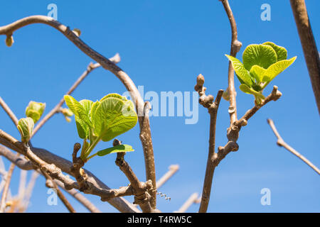 Molla di giovani foglie su un impianto di kiwi frowing in un nord est giardino all italiana. Chiamato anche i kiwi e uva spina cinese Foto Stock