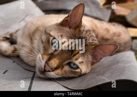 Una chiusura di un Gatto bengala giacente a terra guardando la telecamera con bellissimi occhi azzurri Foto Stock