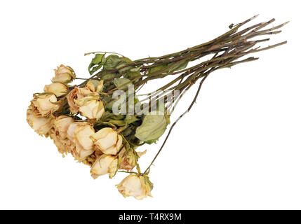 Un morto essiccata bouquet di rose bianche era un regalo per una donna per il suo sessantesimo anniversario. Macro isolato Foto Stock