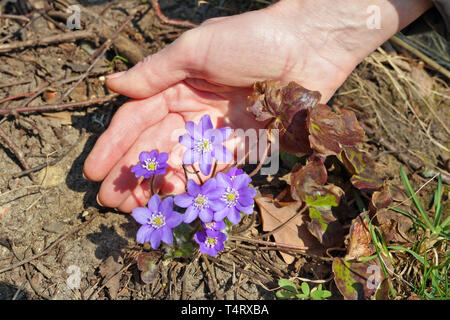 Una donna anziana tenere delicatamente in mano una prima molla foresta blu fiori. Aprile lascia la foresta come sfondo Foto Stock