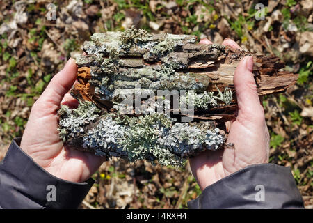 Donna matura, tenendo in mano un pezzo di corteccia di acero con licheni e muschi. Forest erba e foglie come sfondo Foto Stock