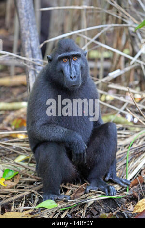 Crested macaco nero Sulawesi Indonesia Foto Stock