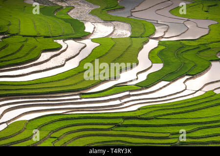 L'immagine è bella come la pittura a olio di campi terrazzati. Le linee curve di riso terrazzati campo durante la stagione di irrigazione al momento prima di sta Foto Stock