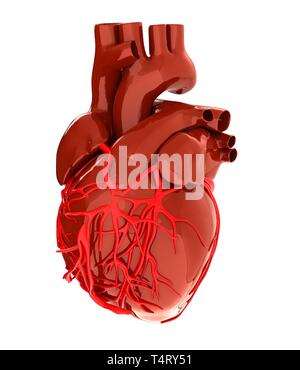 Cuore umano Foto Stock