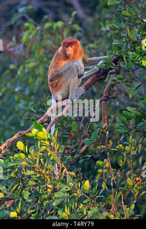 Proboscide Monkey in Tanjung mettendo la Riserva Naturale di Kalimantan Borneo Indonesia Foto Stock