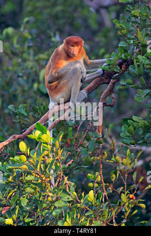 Proboscide Monkey in Tanjung mettendo la Riserva Naturale di Kalimantan Borneo Indonesia Foto Stock