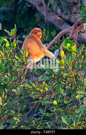 Proboscide Monkey in Tanjung mettendo la Riserva Naturale di Kalimantan Borneo Indonesia Foto Stock