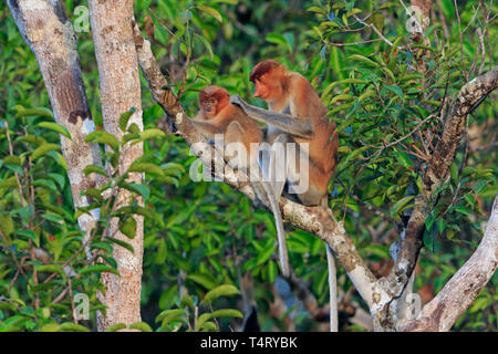 Adulto proboscide Monkey toelettatura un giovanissimo in Tanjung mettendo la Riserva Naturale di Kalimantan Borneo Indonesia Foto Stock