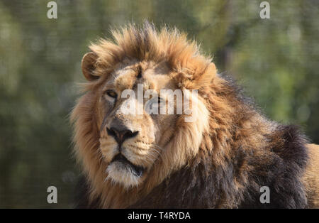 Leone maschio close up ritratto Foto Stock