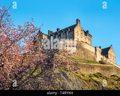 Primavera sbocciano i fiori e il Castello di Edimburgo da ovest di Princes Street Gardens Edinburgh Scozia Scotland Foto Stock