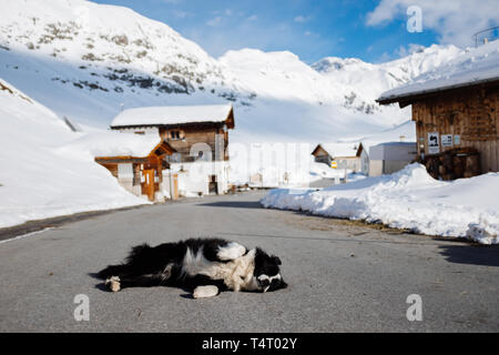 Il cane a prendere il sole e posa sulla strada di Juf, un villaggio alpino nelle Alpi Svizzere Foto Stock