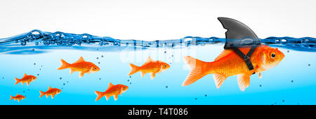 Piccolo brave Goldfish con squalo fin Costume Leading altri - Concetto di leadership Foto Stock