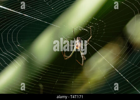 Una femmina di Golden Orb Weaver nel suo web di Nielsen Park, Sydney Harbour National Park, Sydney, Australia in aprile 2019 Foto Stock