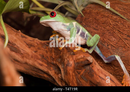 Red-eyed raganella si arrampica Foto Stock