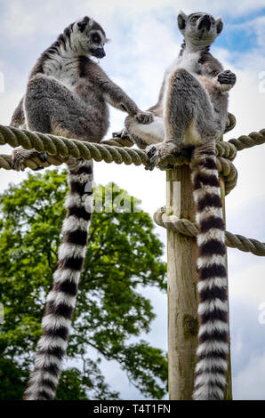 Lemuri Foto Stock