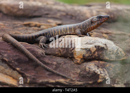 Felsen-Schildechse / placcato gigante lizard / Gerrhosaurus validus Foto Stock