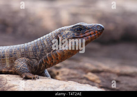 Felsen-Schildechse / placcato gigante lizard / Gerrhosaurus validus Foto Stock