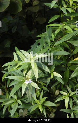 Chiazzato eranthemum - Pseuderanthemum reticulatum acanthaceae. Nomi comuni Yellow-Vein Eranthemum e Golden Pseuderanthemum, è una specie di evergre Foto Stock