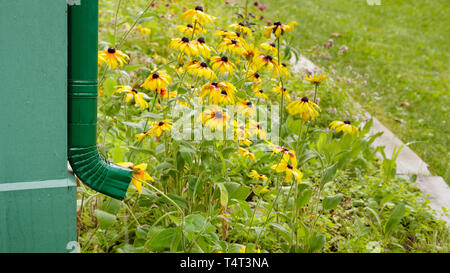 Casa pioggia grondaia la grondaia e Brown-Eyed Susans nel letto di fiori. Foto Stock