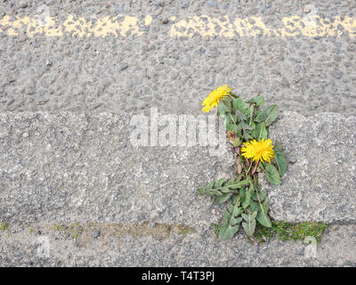 Solitario / Tarassaco Taraxacum officinale pianta in primavera sole, crescendo accanto a una strada asfaltata con parcheggio giallo linea di restrizioni. Foto Stock