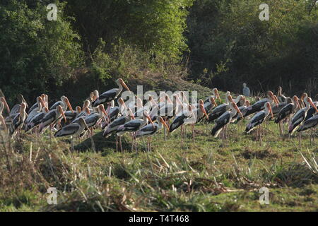 Dipinto di cicogne in appoggio nel sole invernale, Parco Nazionale di Keoladeo, Rajasthan Foto Stock