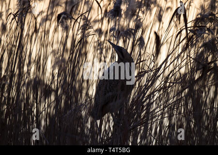 Rohrdommel, Botaurus stellaris, Eurasian tarabuso Foto Stock