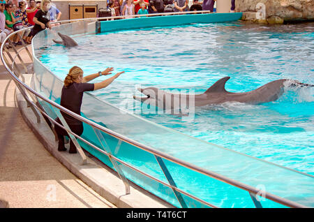 Un allenatore femmina dà segnali a mano a un delfino maggiore al Texas State Aquarium nel Corpus Christi, Texas USA. Foto Stock
