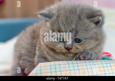 Piccolo gattino gioca sul divano igrushechno, un ritratto di un gattino grigio, il fuoco selettivo Foto Stock