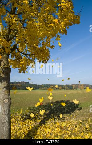 Albero di Acero (Acer) in autunno, caduta di foglie, Augsburg, Baviera, Germania Foto Stock