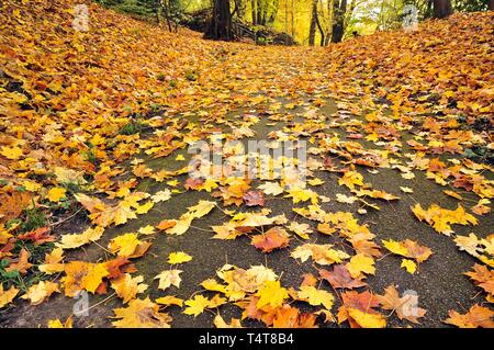 Foglie di autunno sul pavimento, foglie di acero (Acer spec.), foglie autunnali cadono le foglie in autunno i colori Foto Stock