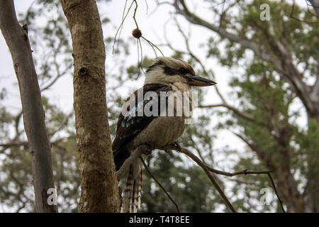 Ridendo kookaburra seduto su un albero vicino Adelaide, Australia del Sud Foto Stock