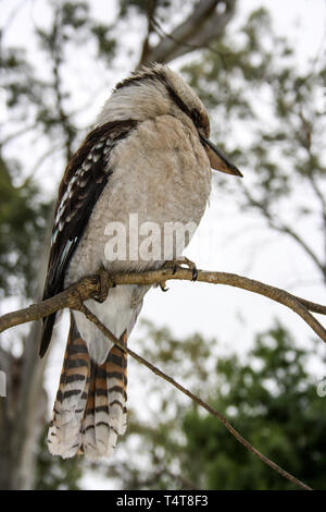 Ridendo kookaburra seduto su un albero vicino Adelaide, Australia del Sud Foto Stock