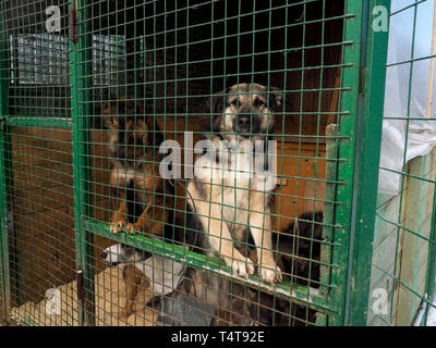 Cane in animal shelter, senzatetto cane in gabbia. Foto Stock