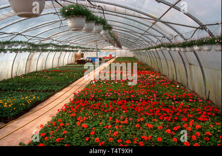 Interno di una serra Foto Stock