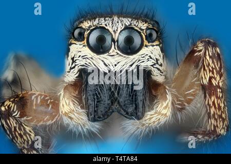 Vista frontale di un jumping spider (Salticus scenicus) Foto Stock