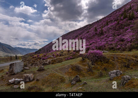 Macchie di arbusti con luminosi viola fiori di rododendro sui pendii della montagna lungo la strada contro un cielo nuvoloso in primavera Foto Stock