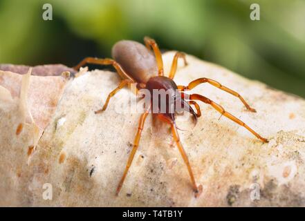 Crociera (Dysdera crocata) Foto Stock