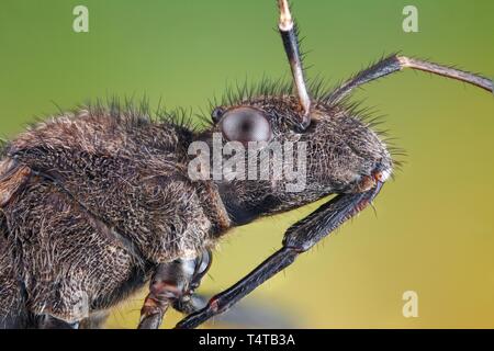 Testa di un Heteroptera (Alydus calcaratus) Foto Stock