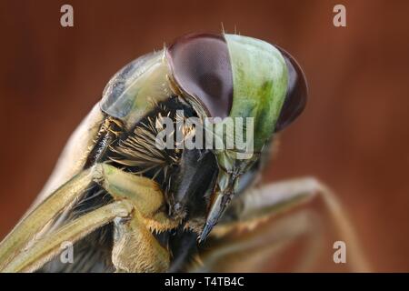 Close-up di un Nepomorpha (Notonecta sp.), uno in acqua Nepomorpha vivente Foto Stock