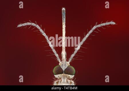 In prossimità di una zanzara (Culex pipiens) con antenne feathery e proboscide, vista ventrale Foto Stock