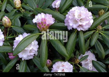 Fioritura di rododendro (Rhododendron), Rexima, la molla nel Parco di rododendro, Brema, Germania, Europa Foto Stock
