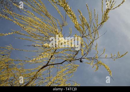 Salice piangente (Salix babylonica), droopy rami in primavera, Germania, Europa Foto Stock