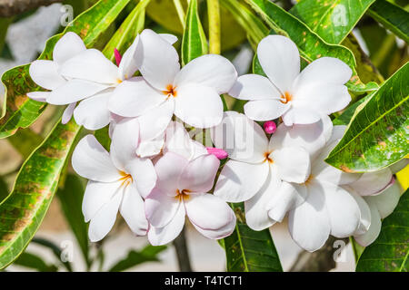 Plumeria,Frangipani,leelawadee,lantorm fiore fiore bianco rosa Foto Stock