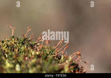 Sunny foresta magica, moss rosso con capsule di spore close up. Colorate natura fiabesca, sfondo da sogno Foto Stock