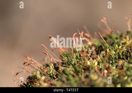 Sunny foresta magica, moss rosso con capsule di spore close up. Colorate natura fiabesca, sfondo da sogno Foto Stock