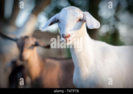 Anglo-Nubian bianco ritratto di capra Foto Stock