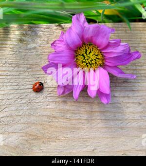 Pink gerbera,Asteraceae,singolo fiore morto,coccinella,coccinella Foto Stock