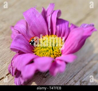 Pink gerbera,Asteraceae,singolo fiore morto,coccinella,coccinella Foto Stock